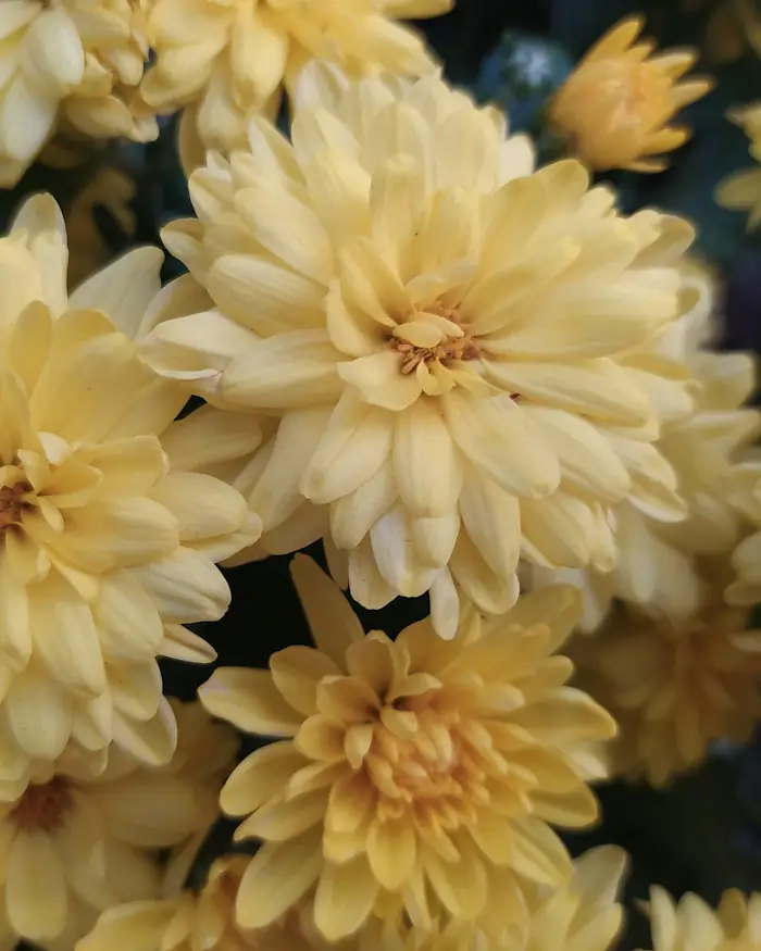 Composition florale déposée sur une sépulture