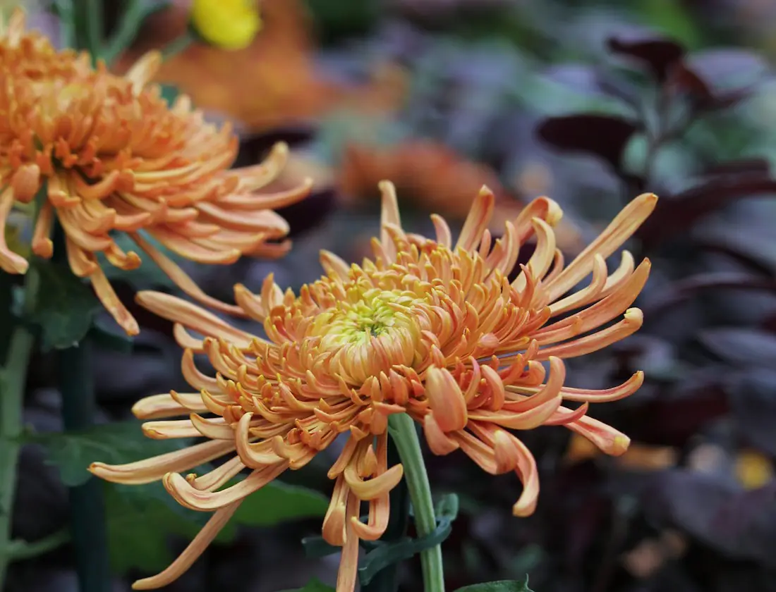 Chrysanthèmes déposés pour la Toussaint
