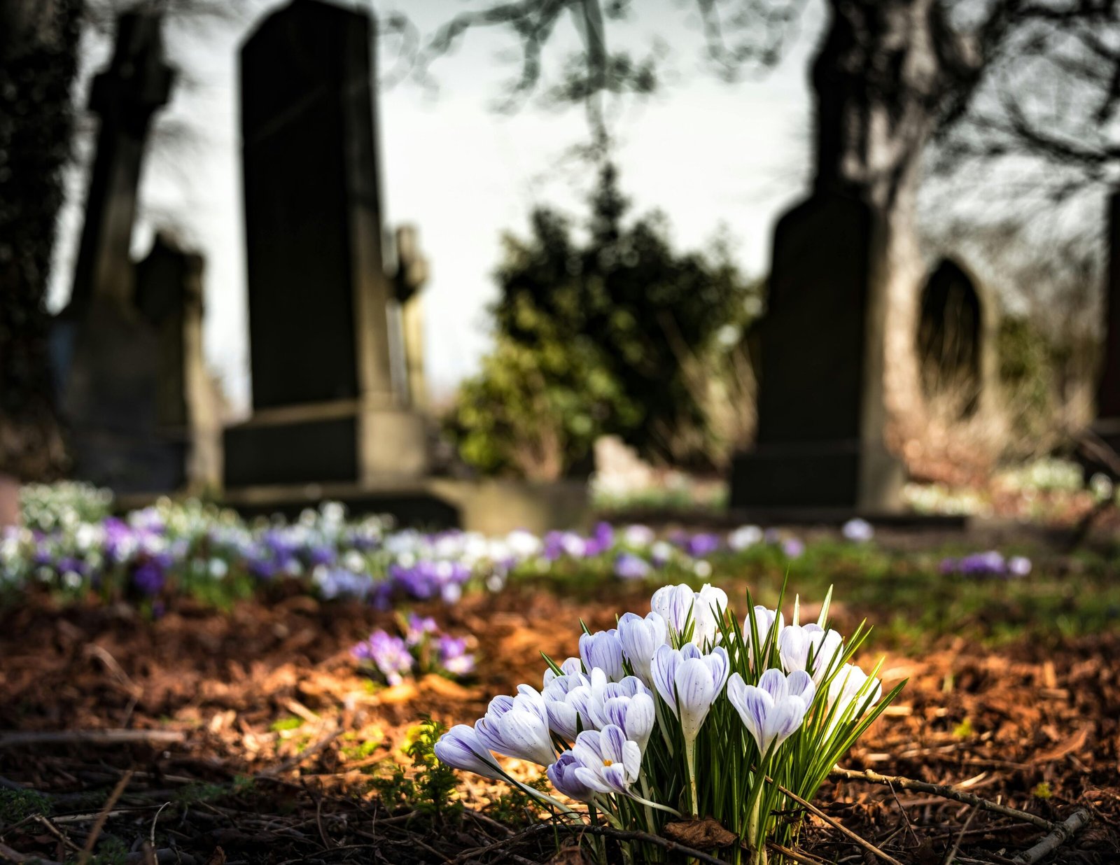 graveyard-church-crocus-cemetery-161280-161280 Purple Crocus in Bloom during Daytime
